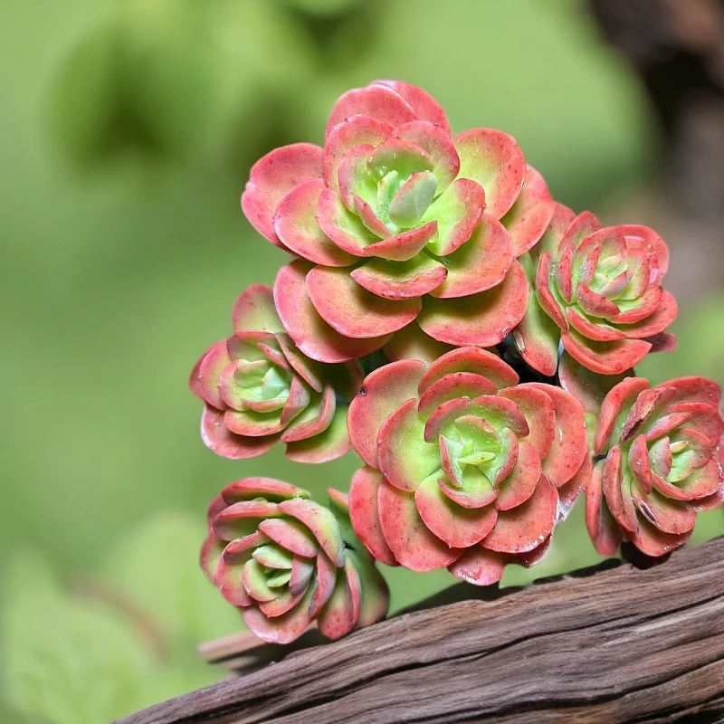 （红梅）老桩 新手好养脱土发（满15包邮） 佳佳乐多肉