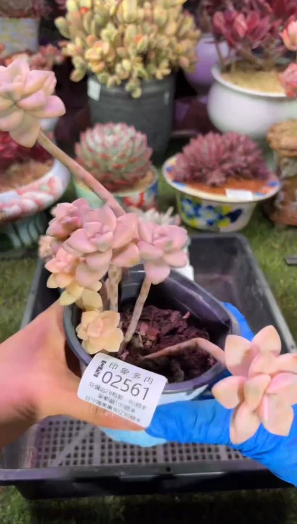 【闪购商品】02561