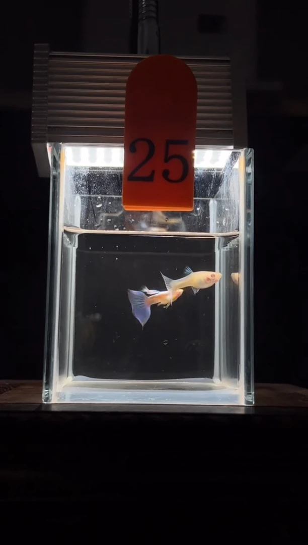 孔雀鱼蓝白飞船25