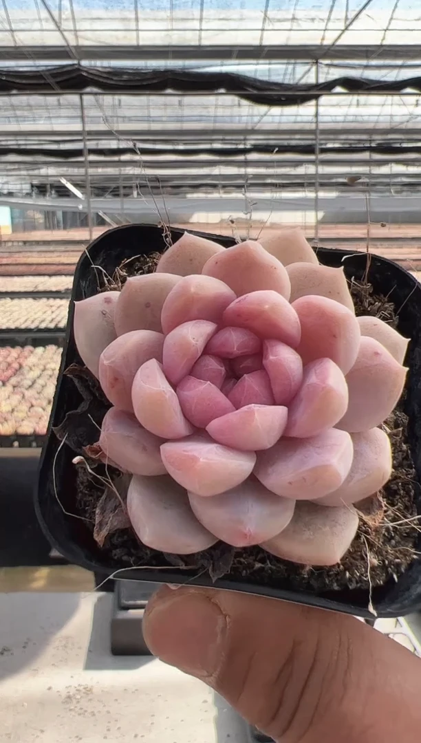 【闪购商品】新款多肉-126