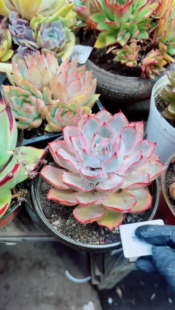 彩***?17004多肉植物一物一拍