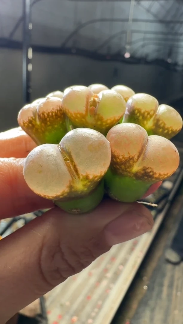 【闪购商品】17-244一颗