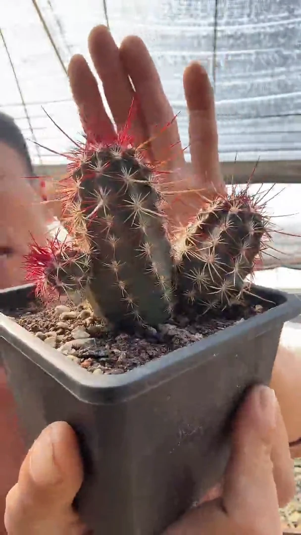 实生青花虾多头配货看图59.99