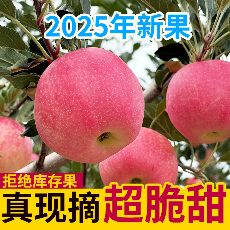 25年甘肃红富士苹果新苹果水果脆甜可口5-10斤产地直发