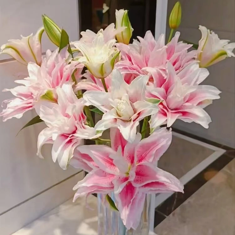 多头【AA伊莎贝拉】香型百合花-经典耐看-水粉色系上海种业（枝条细）