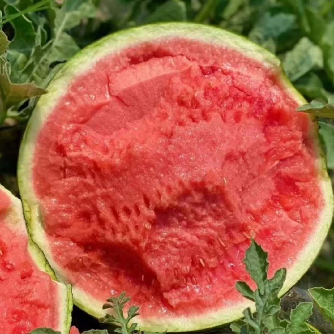 【顺丰次日达】西瓜嘉年华麒麟西瓜新鲜采摘皮薄肉厚爆甜爆汁4-10斤