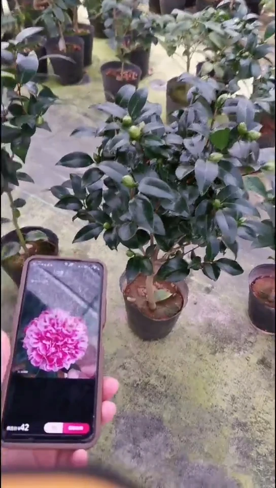 完全开放志愿者
