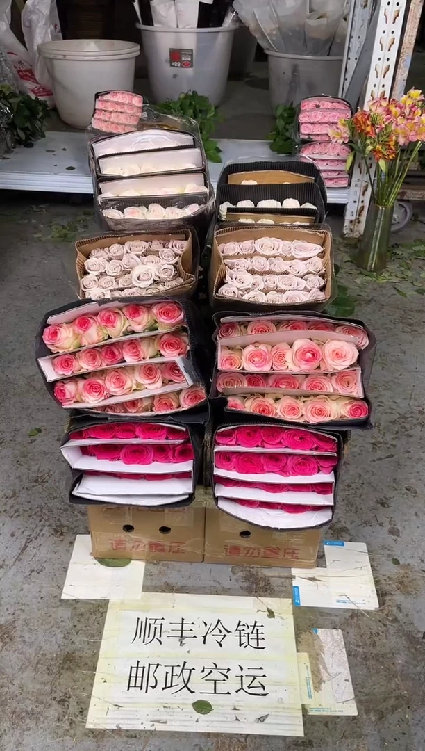 佛洛依德20枝+艾沙20枝+曼塔20枝+小白兔20枝