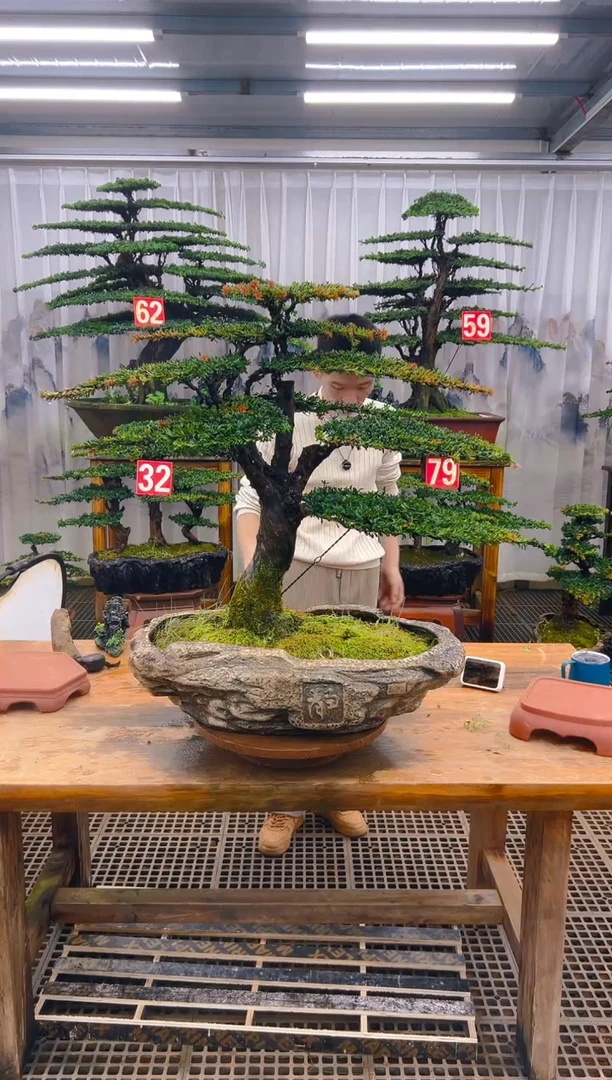 无花朵任*峰精品盆景直播间一物一拍