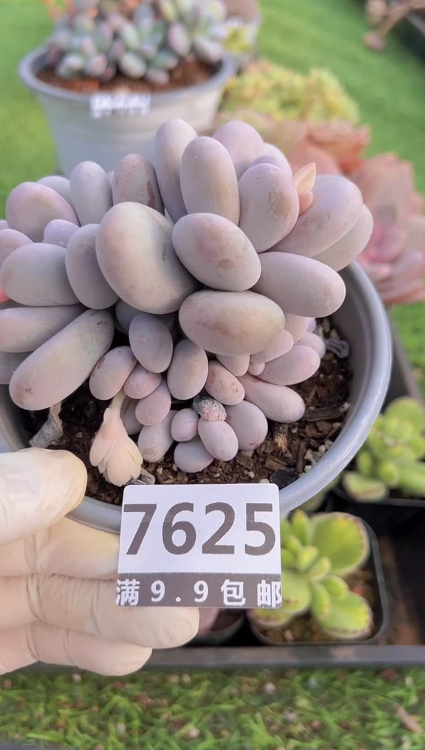 【闪购商品】信福多肉一物一拍