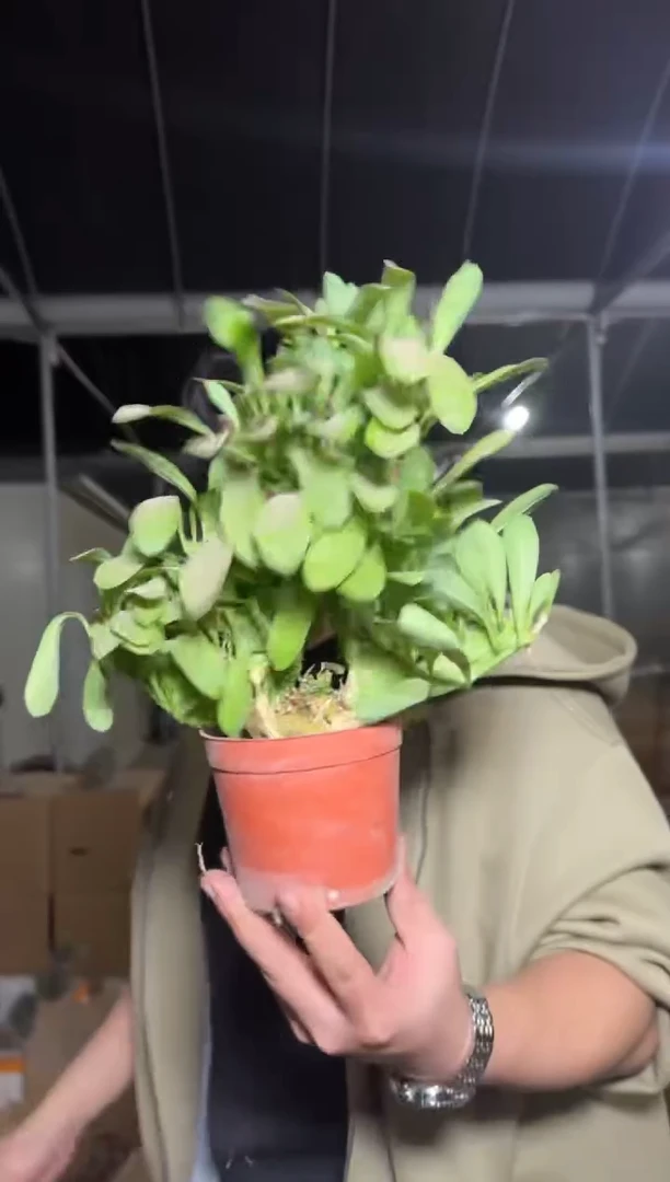 麒麟掌   【带根】