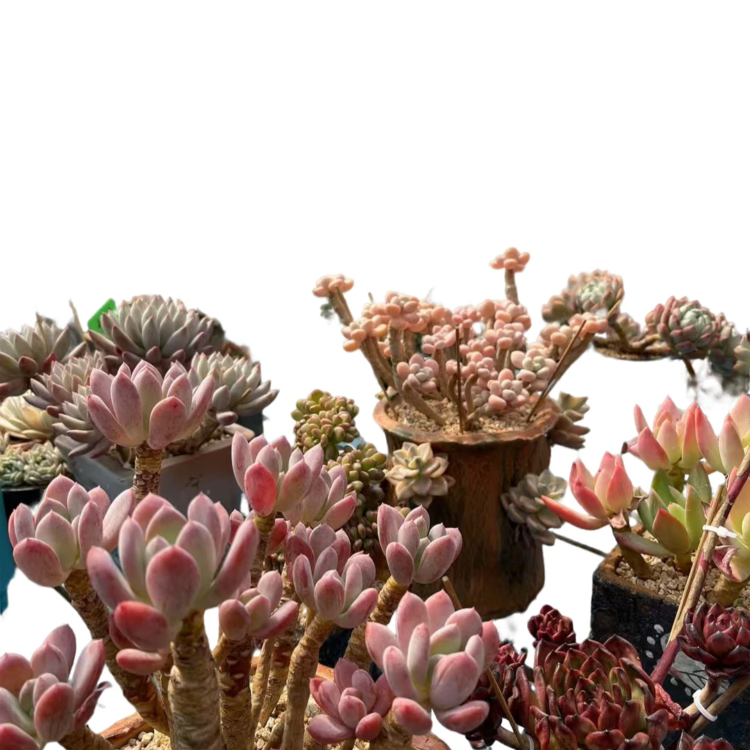 一号综合链接  以直播间为准 多肉植物 办公桌阳台院子养护