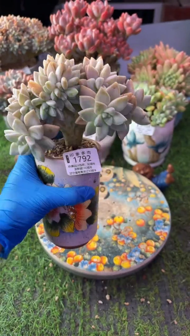 昆明印象多肉1792