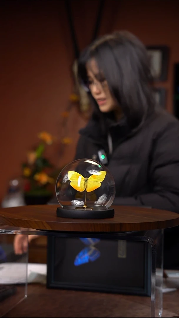 N282  黄纹菲粉蝶 玻璃球款