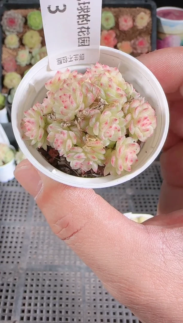 1201-03ht40多肉群生不包整