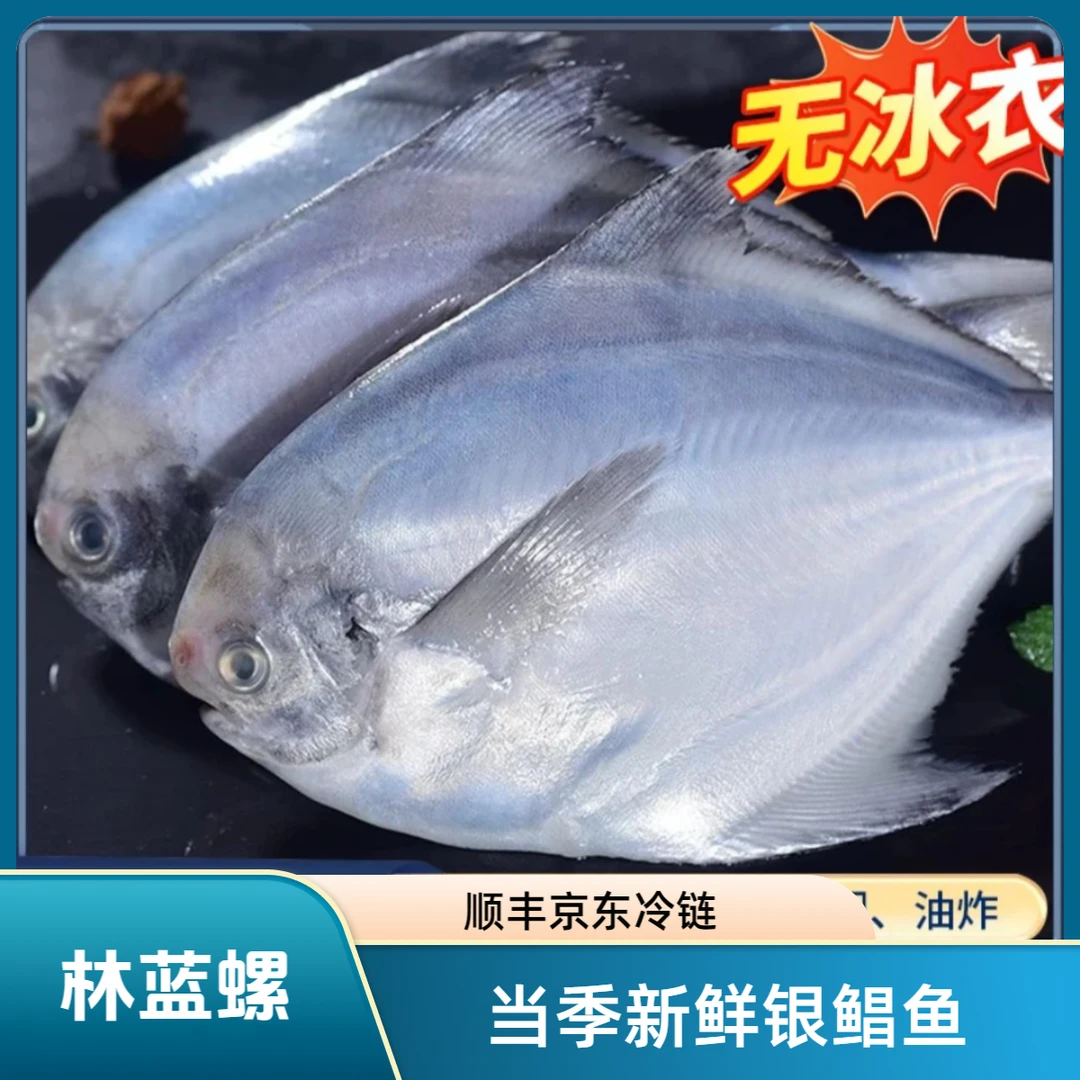 林蓝螺新鲜海捕银鲳鱼【试吃1包】肉质鲜嫩1袋1斤/1包5-6条L