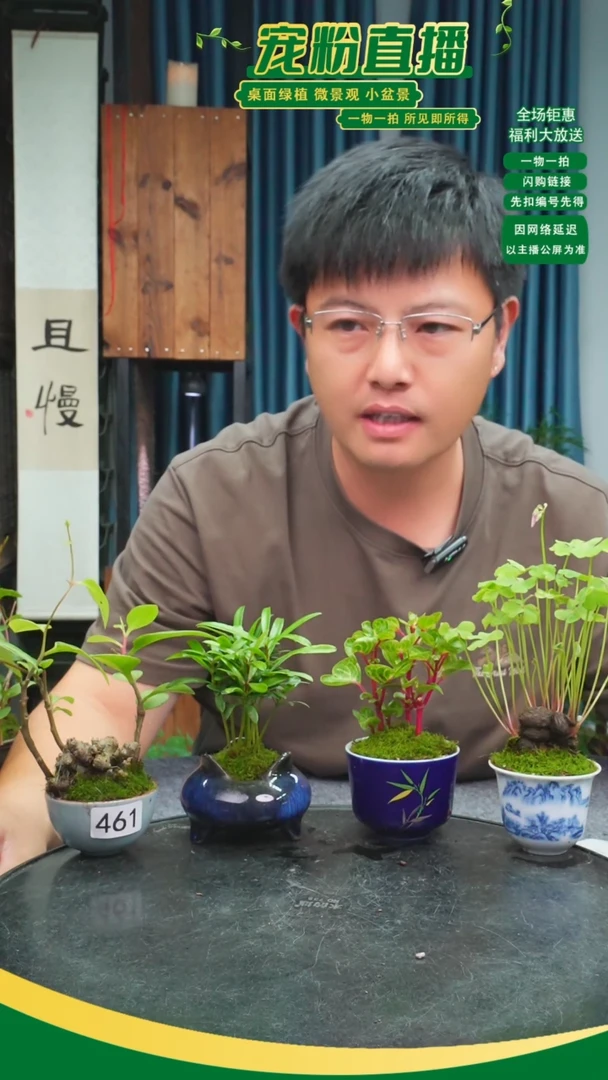 无花朵燕*苔藓微景观461号