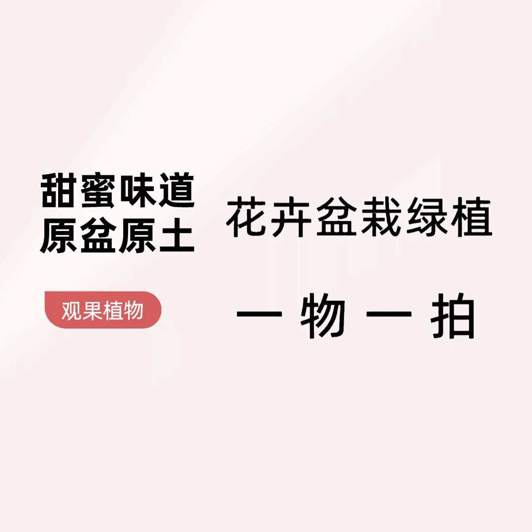 【一物一拍】绿植花卉直播间高端阳台盆栽原盆原土带花带叶基地发