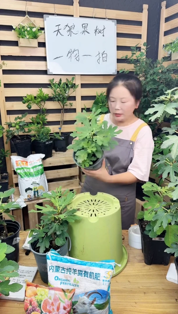 大*大062 美丽亚 1加仑