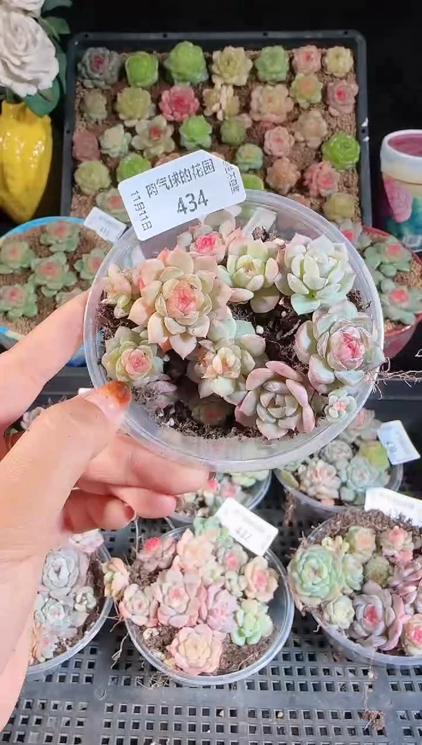 1111-434切糕（群生不包整）