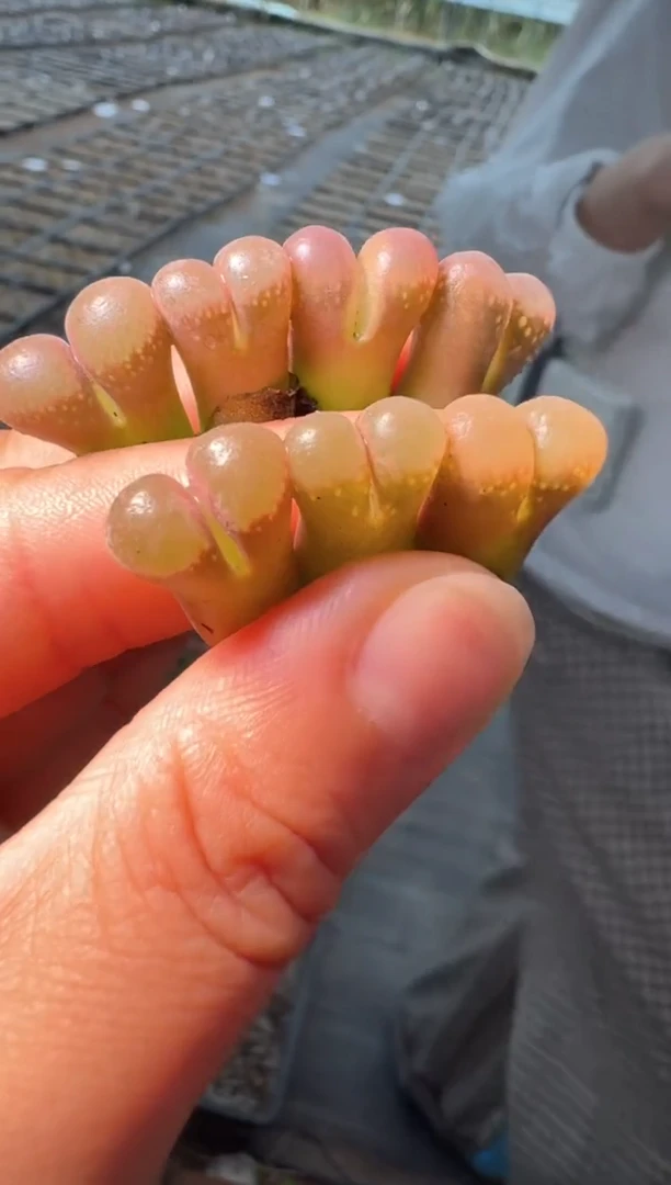 103多肉植物肉锥粉眼豆豆一颗