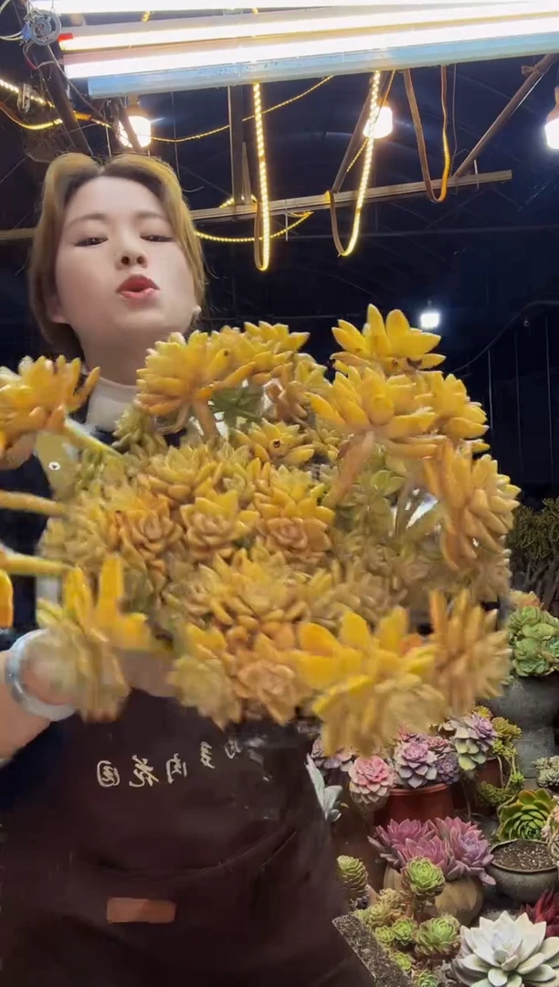 【闪购商品】大淡雪脱土包邮