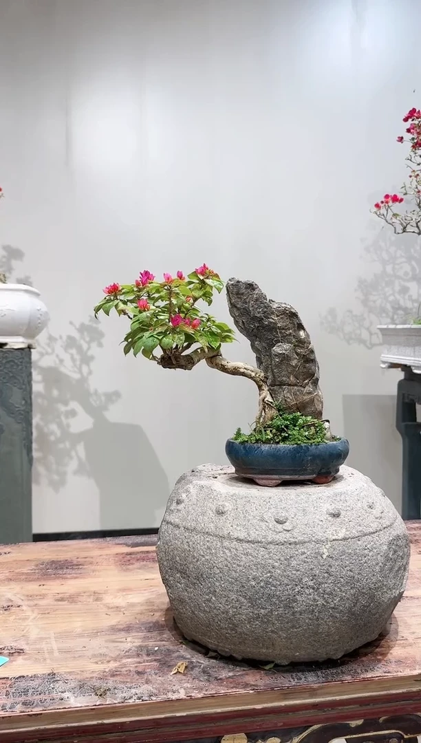 【闪购商品】盆景菲菲娜