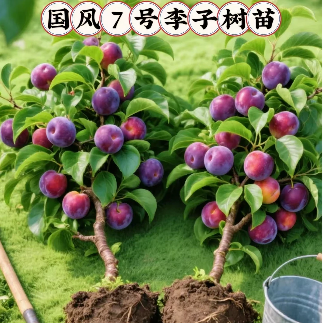 A8国峰7号李子树苗嫁接李子树苗庭院南北方种植带土球带叶子
