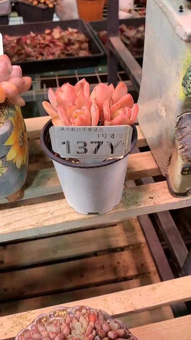 【闪购商品】137YYYY