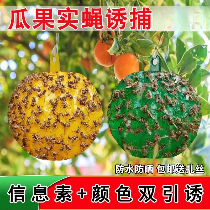 2025新款诱蝇球粘虫球瓜果实蝇防虫针蜂诱粘球粘蝇球粘柑橘实蝇