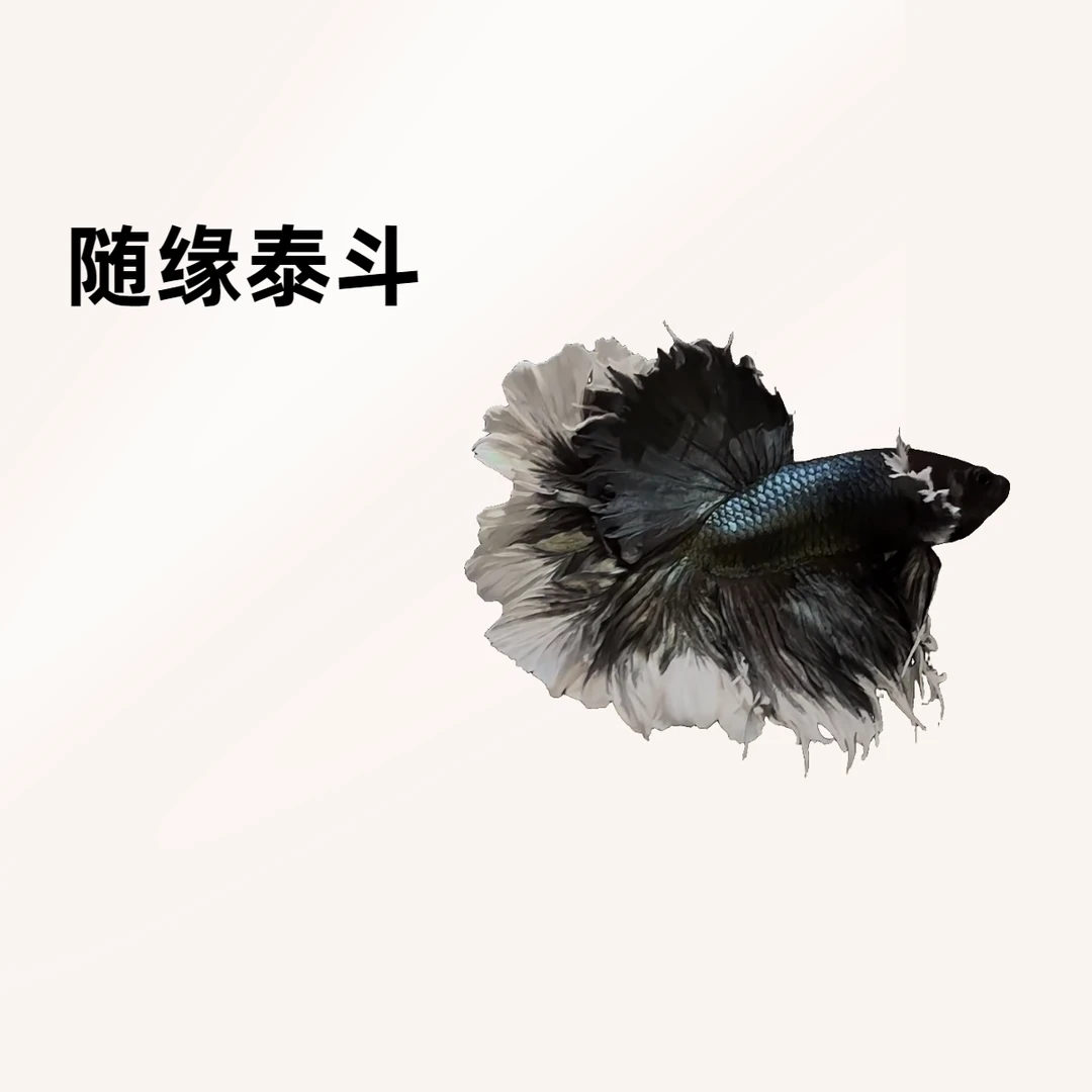 A14（313-336）随缘泰斗小型热带观赏鱼（直播间选鱼）