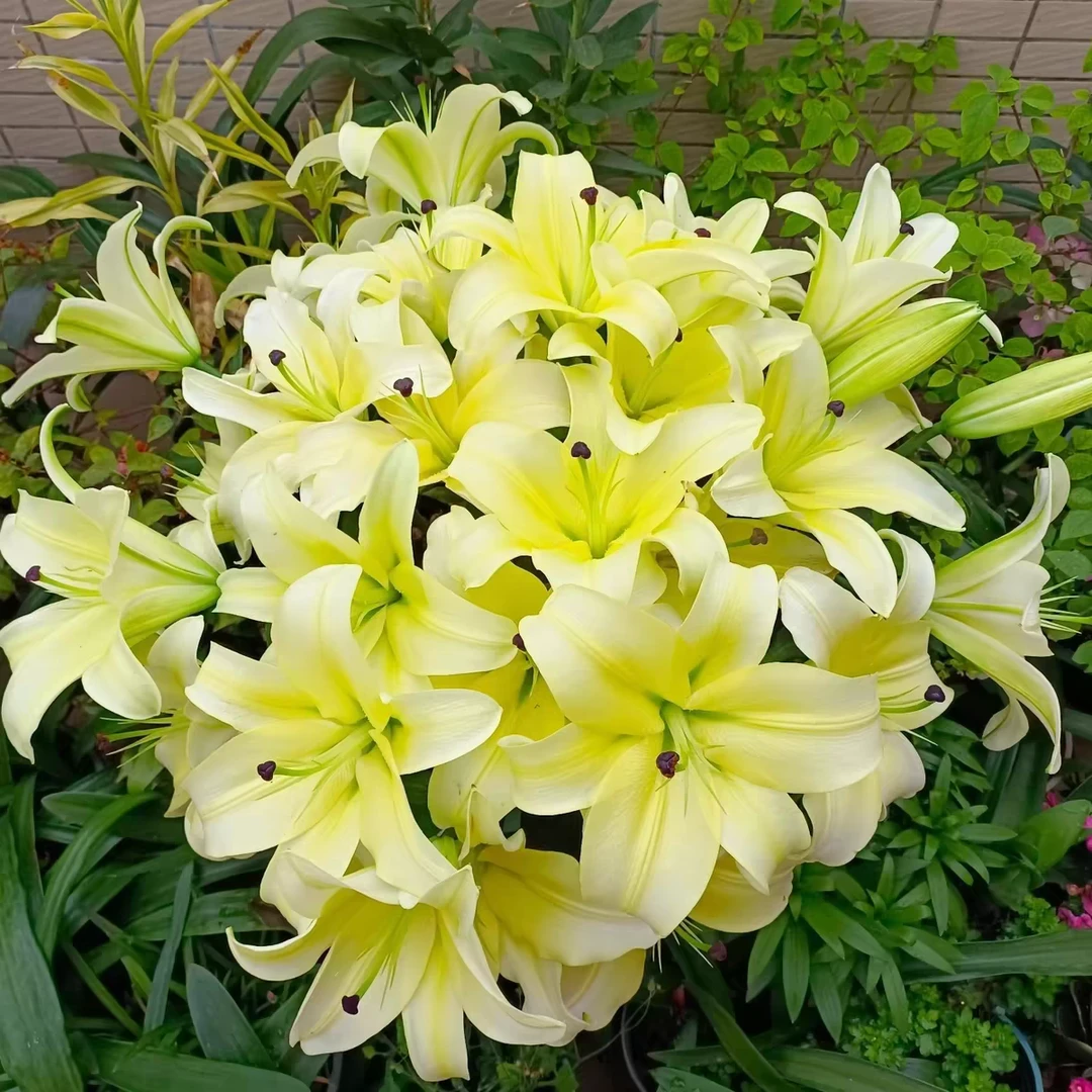 【黄天霸-木门】单瓣香水百合花种浓香百合庭院鲜花阳台直发花球