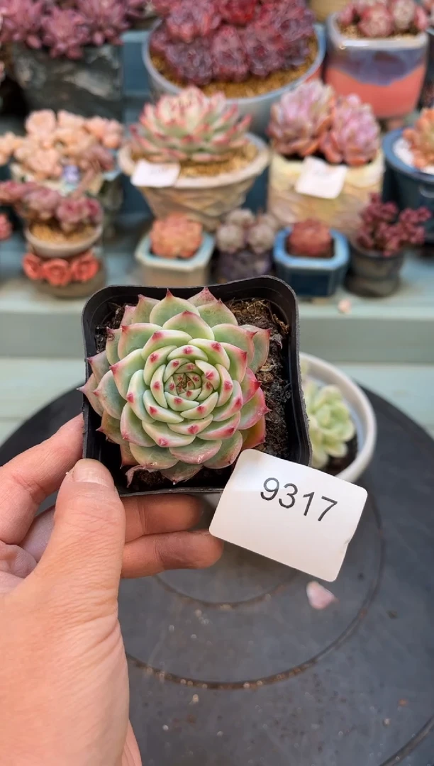 让***零9317单头吉娃娃多肉