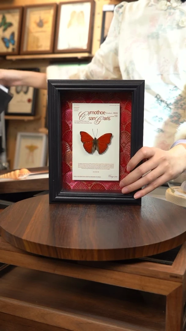 血漪蛱蝶红布底新版本