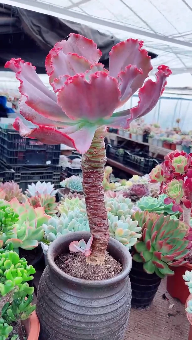 玫***头30157多肉植物一物一拍