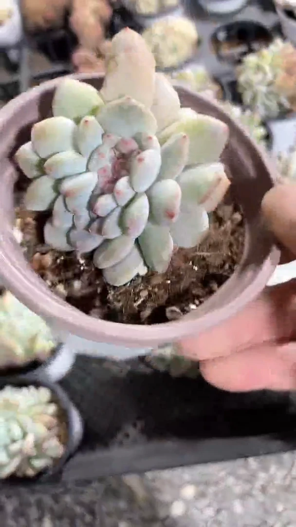 【闪购商品】90盆星影缀化或四头五头朵朵随机一颗多肉