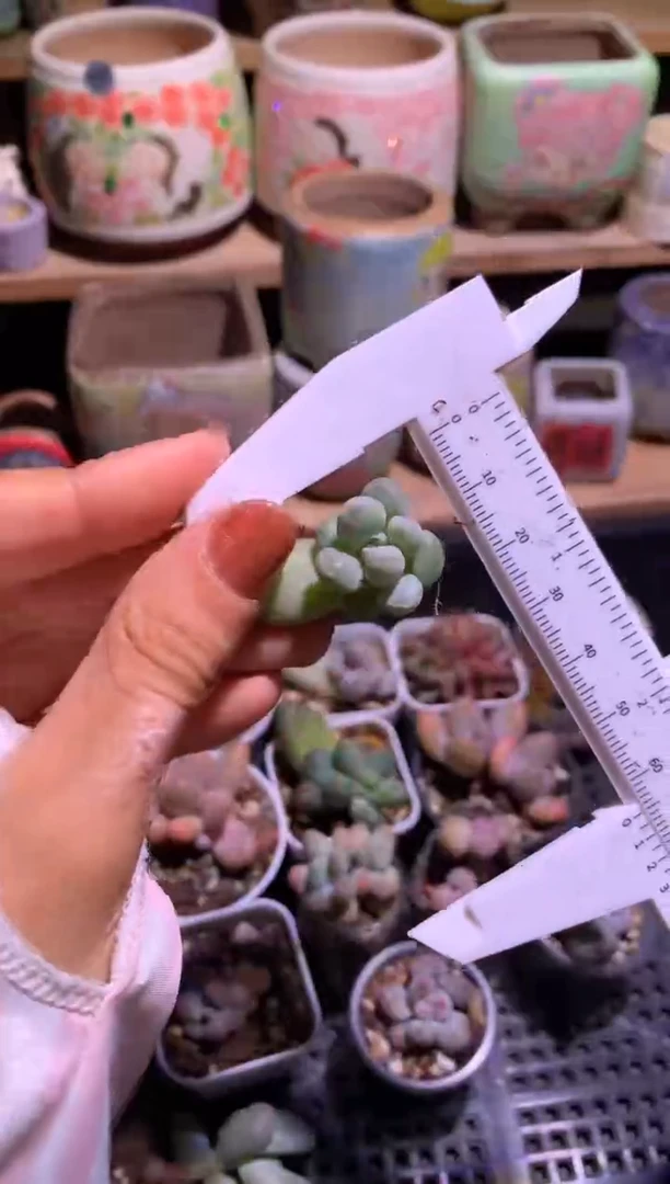 奶油尖尖多肉新品