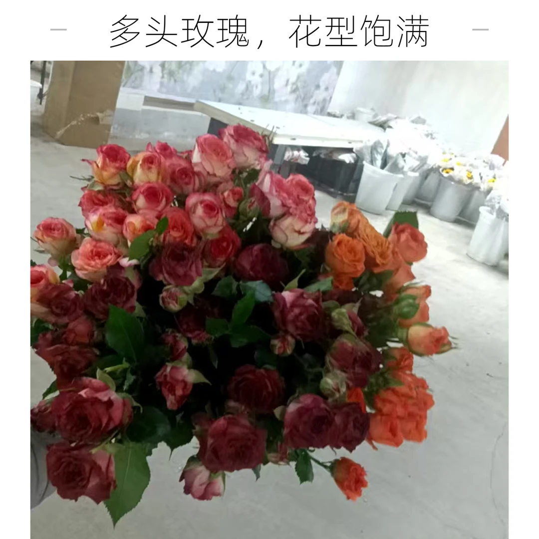 小明专属『多头泡泡混色10支』家居养花鲜花批发直播 全场两单顺丰包邮三单送配草次日达 养护教程联系客