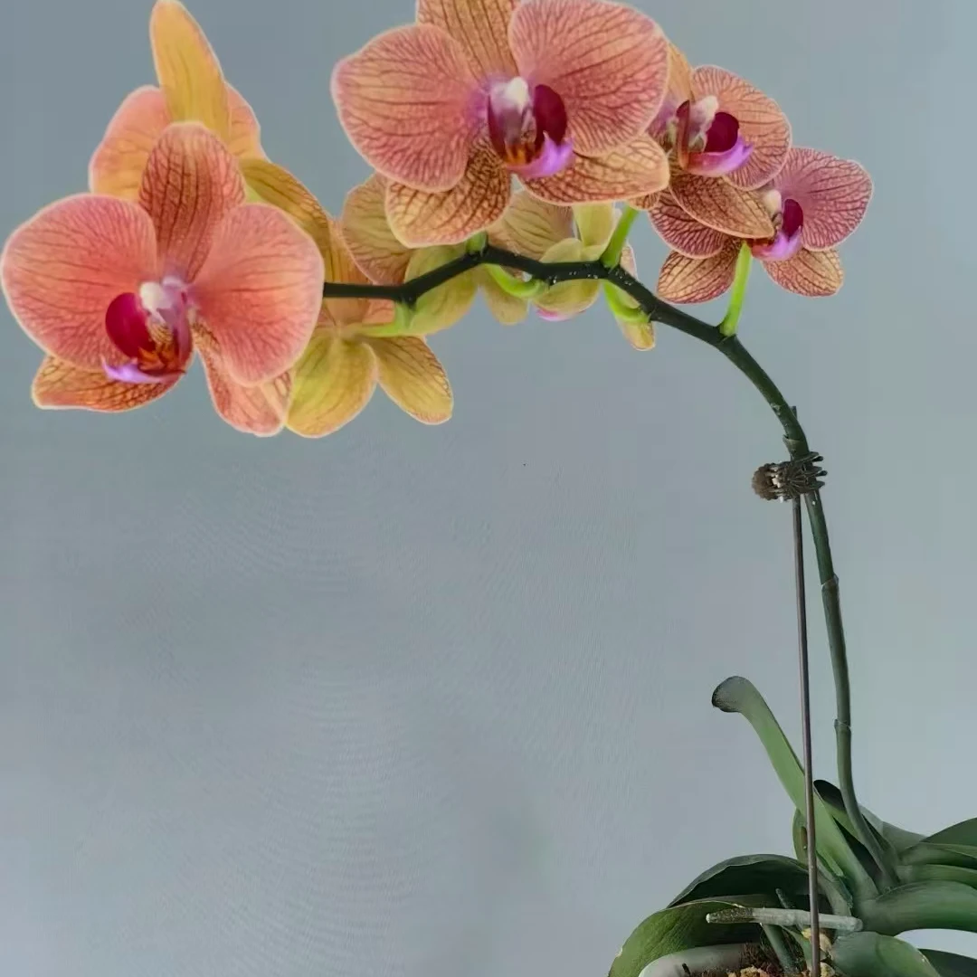 【日升蝴蝶兰】带花带花苞发货室内阳台好养易活景观花卉