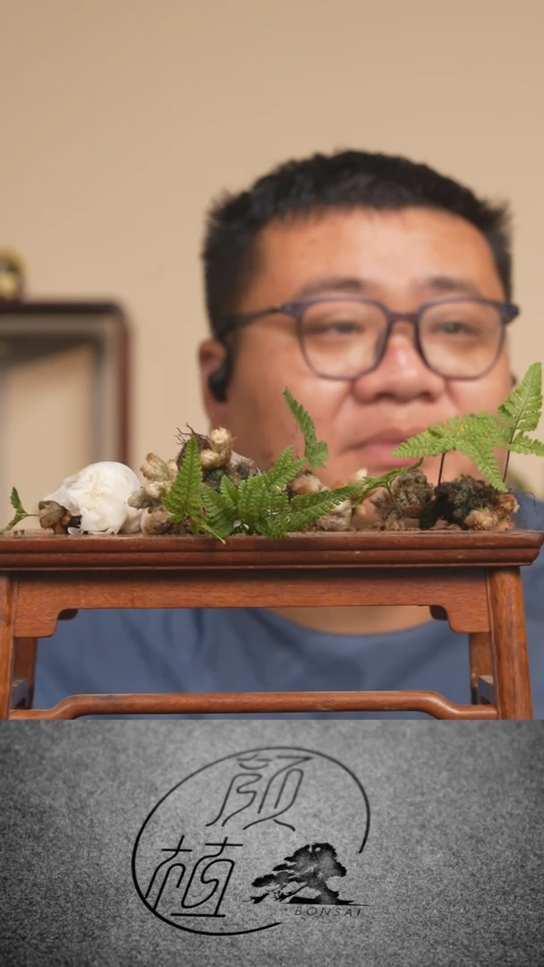 无花朵真****白草本植物  顺丰包邮 空运