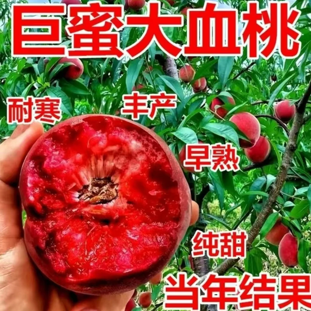 优质嫁接桃树苗大果脆甜离核南北方种植盆栽地栽
