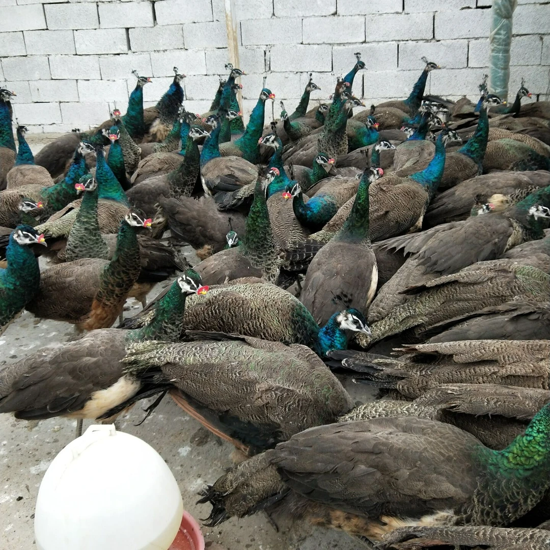 一年多孔雀羽毛摆件