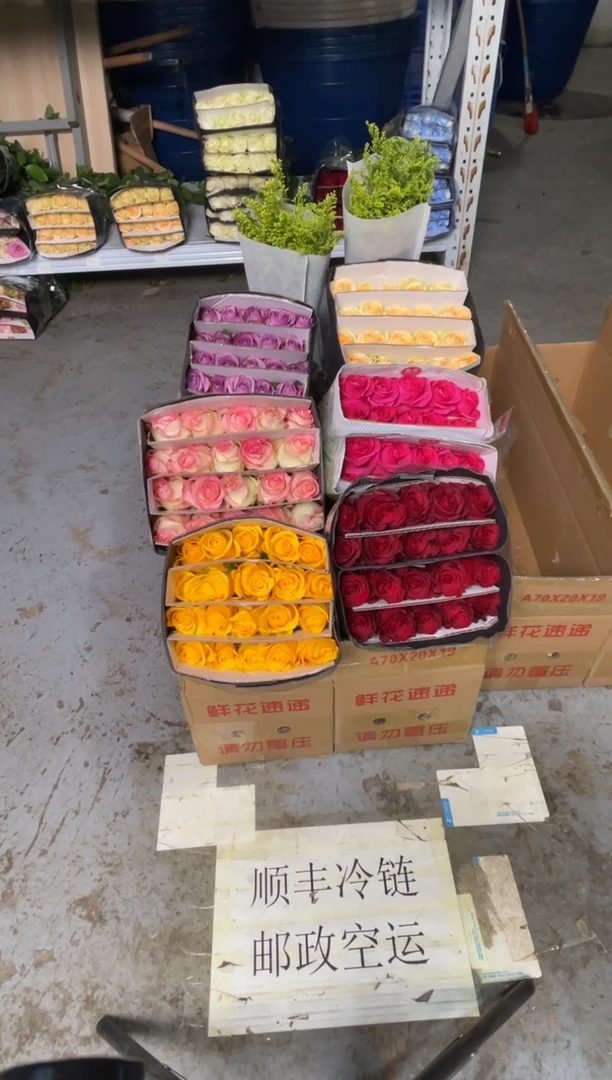 单头玫瑰60枝（任意3个品种）+黄莺