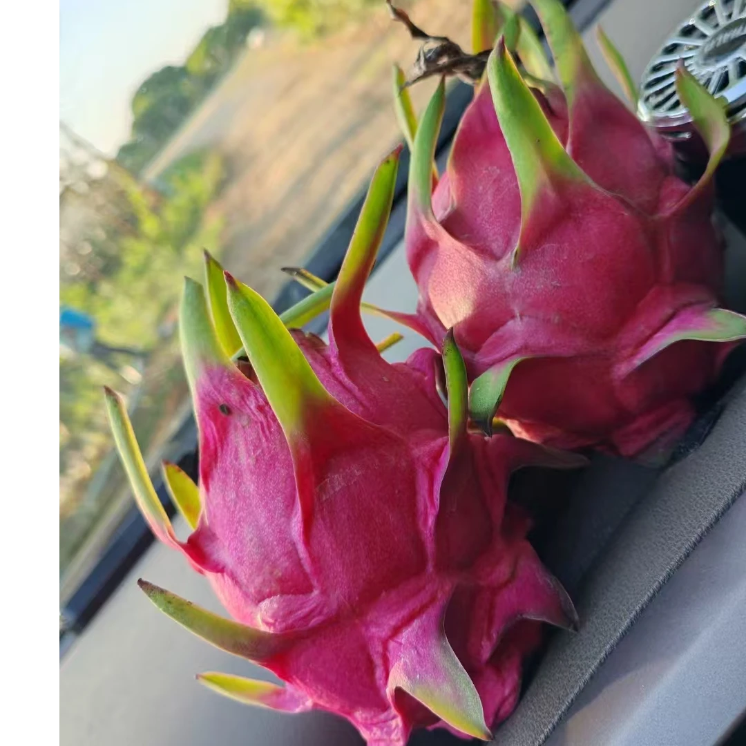 抖音助农精品红心火龙果果园原产地直达甜爆送礼佳品特级