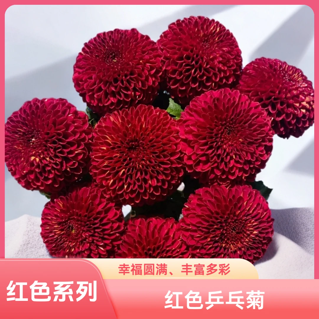 【AAA红色乒乓菊】超长花期，喜庆的红色幸福圆满、丰富多彩、清新可爱