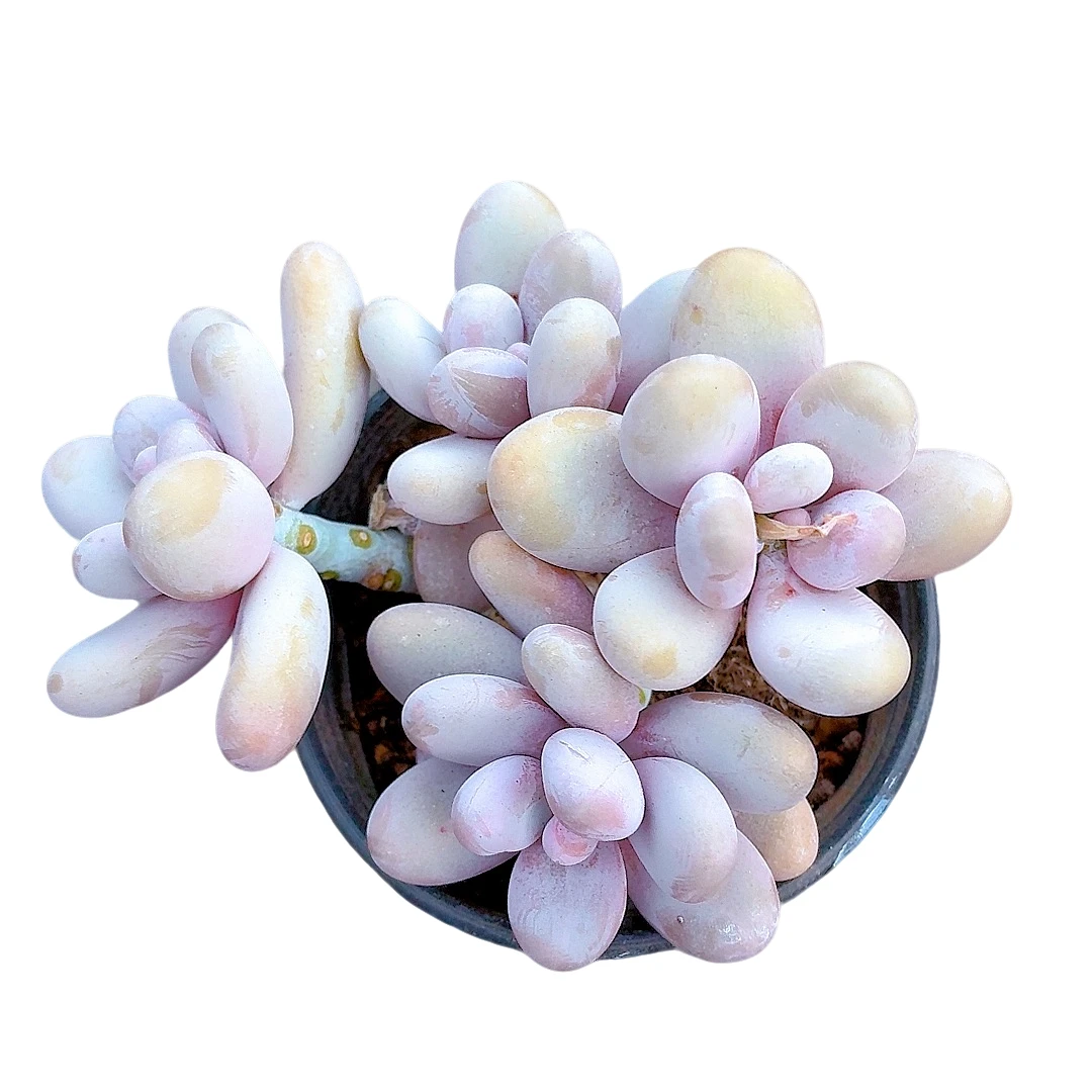 【奶酪美人 满9.9包邮】星花怒放阳台露台办公绿植植物栽种养护