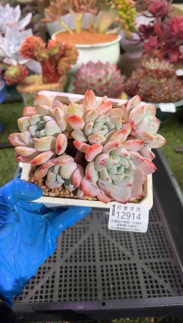 【闪购商品】12914