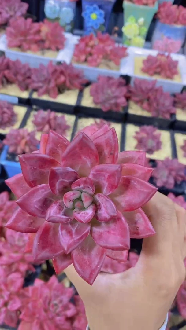 B73-老桩赫菲斯托单头（量拍）