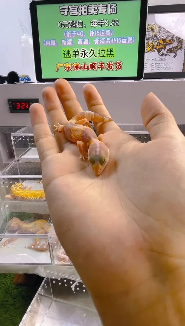 豹纹守宫豹纹守宫肥尾遛弯尾苗子亚成成体