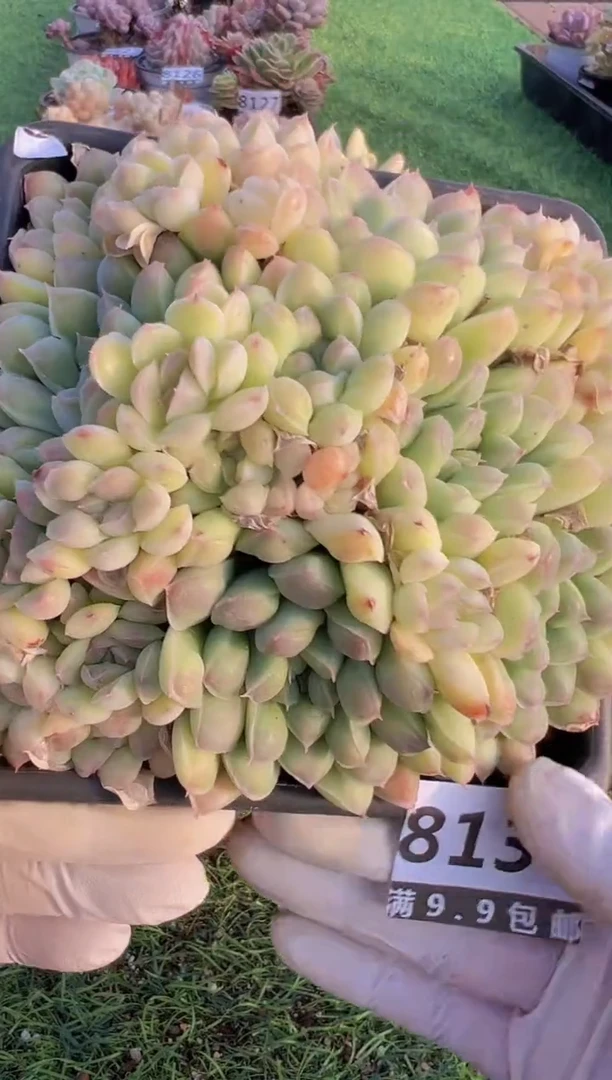 【闪购商品】信福多肉一物一拍